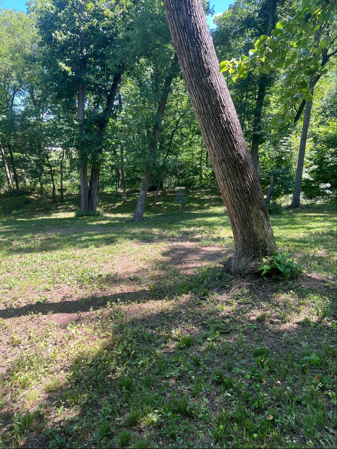 Hole #5 standing in fairway facing basket 