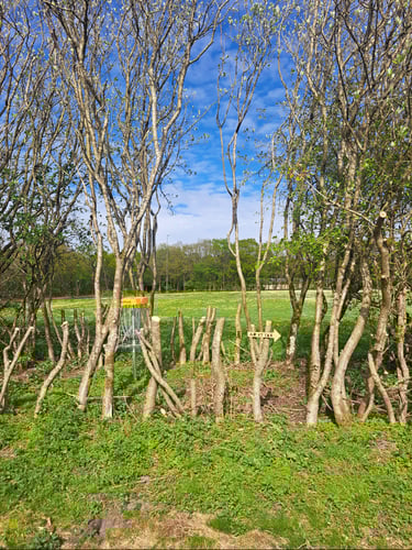 Hole 4 obstacle green.