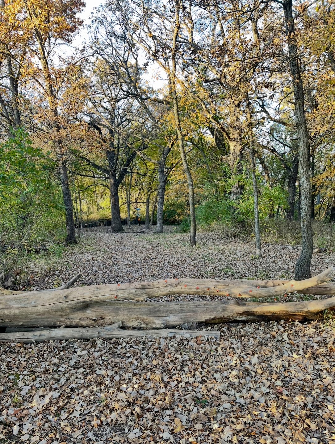 Hole 3 - Fairway. Guardian log across fairway. 