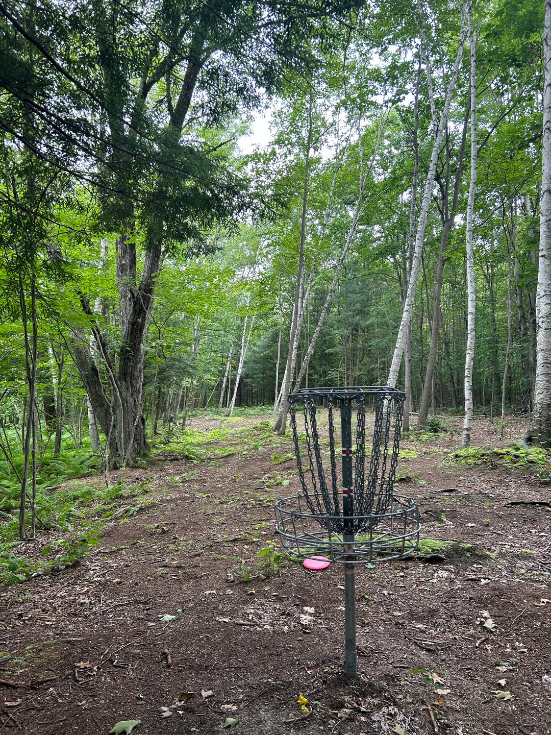 Hole 14s basket looking back to the tee pad 