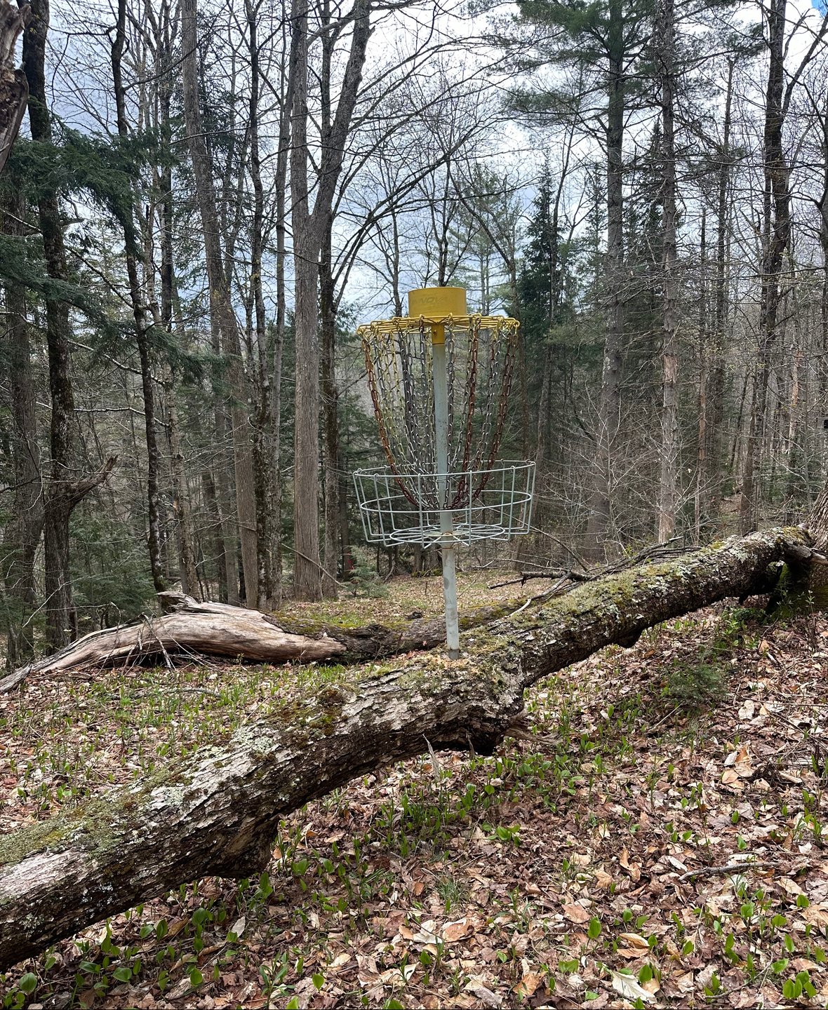 Chains on your your putt or heavy consequences! 