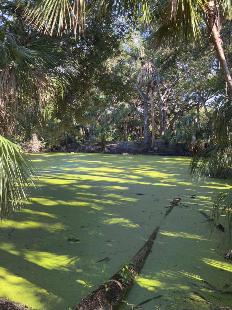 Close up of pond. 