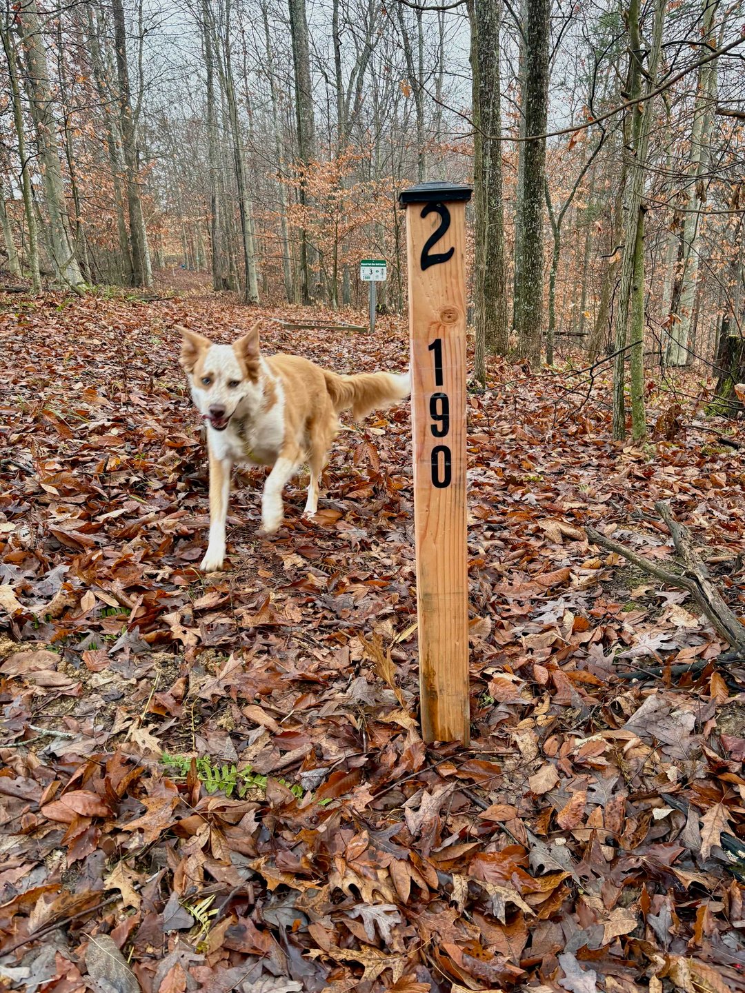 Willow, showing off on the new second hole.
