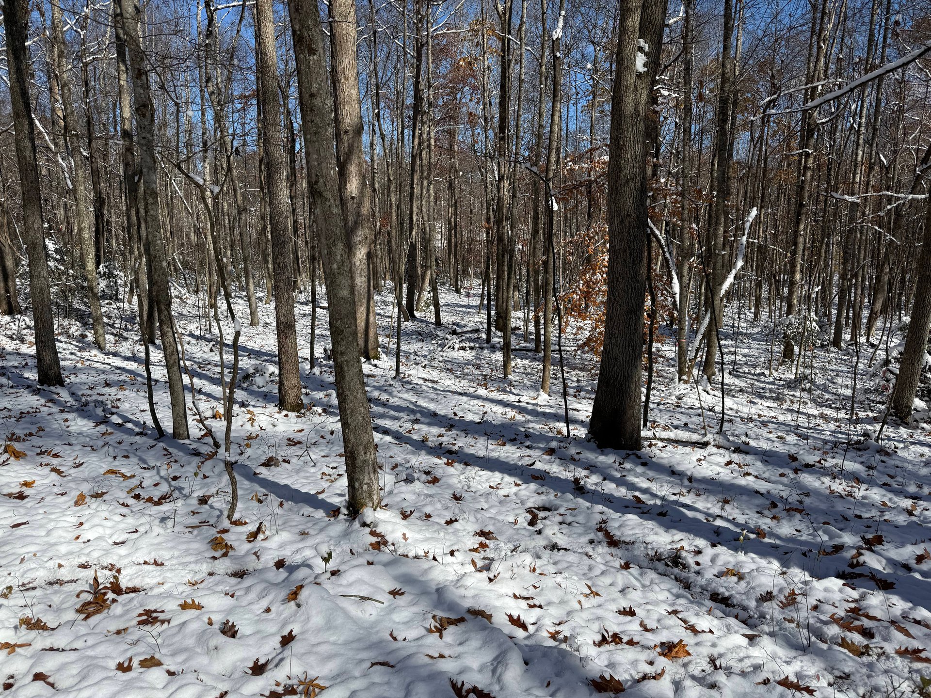 View of basket from fairway