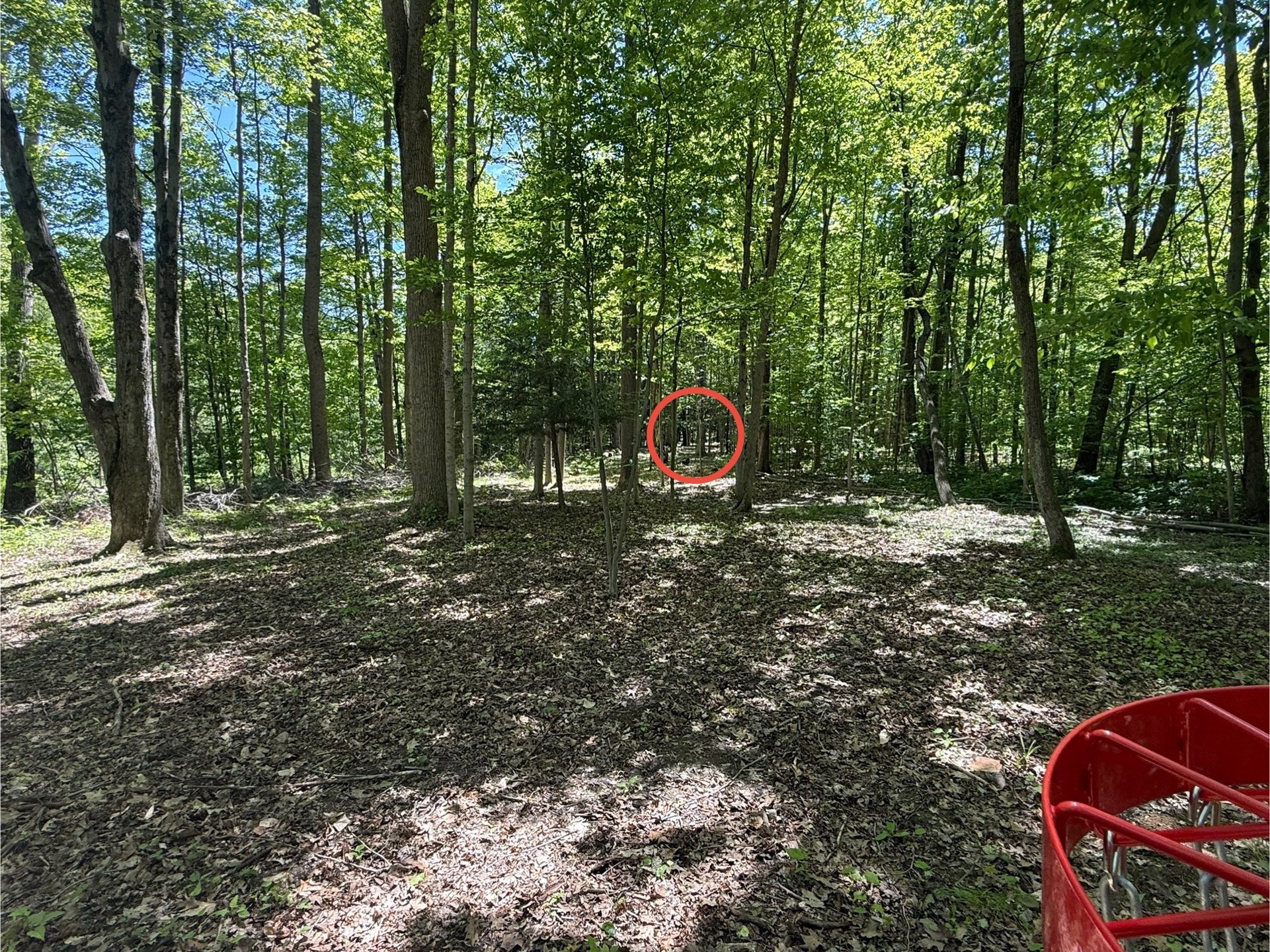 Hole 5 Basket to Tee