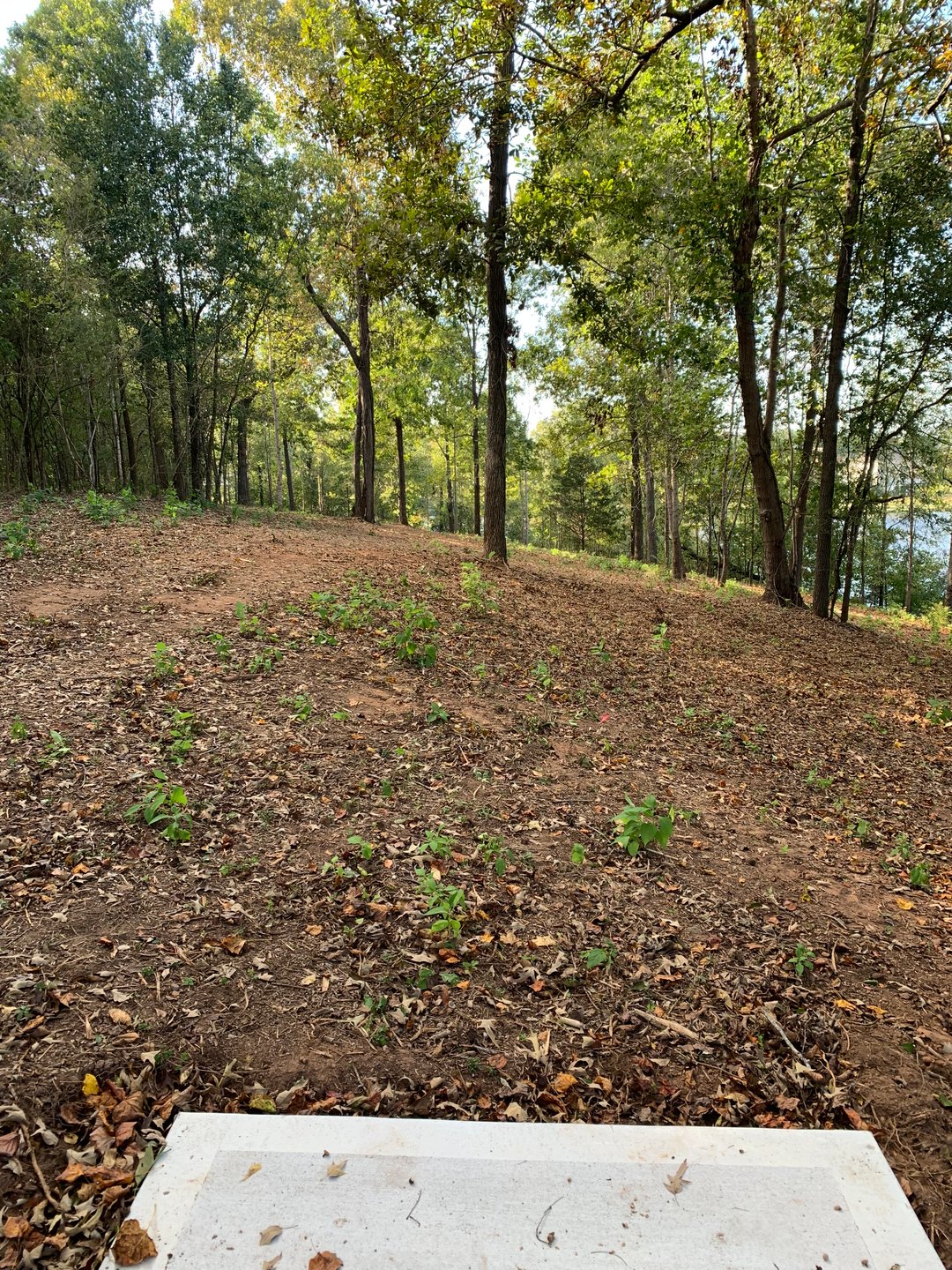 Hole 5 - Red Tee (under construction)