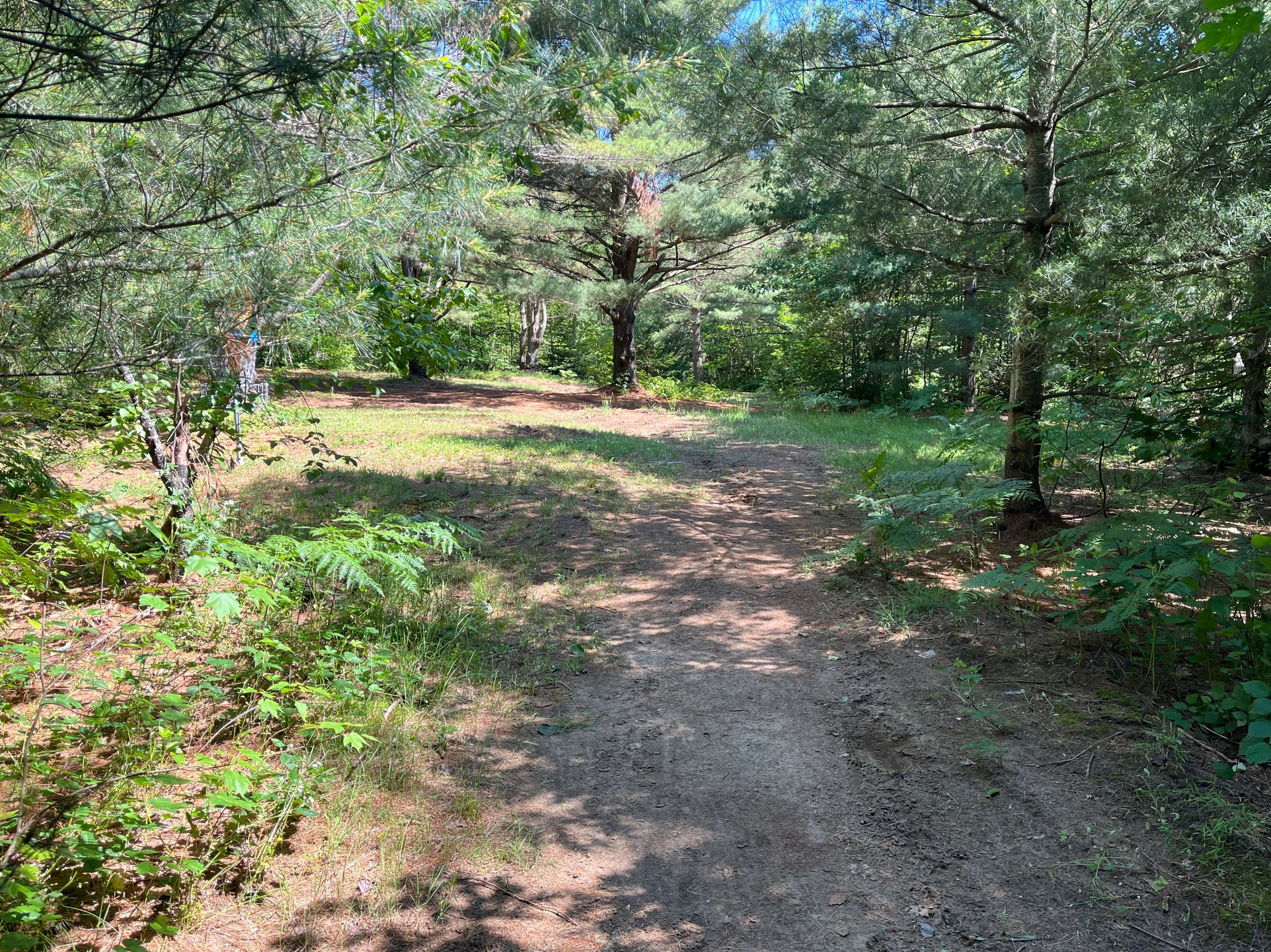Hole 8 tee shot. Target basket past the pine tree down the hill