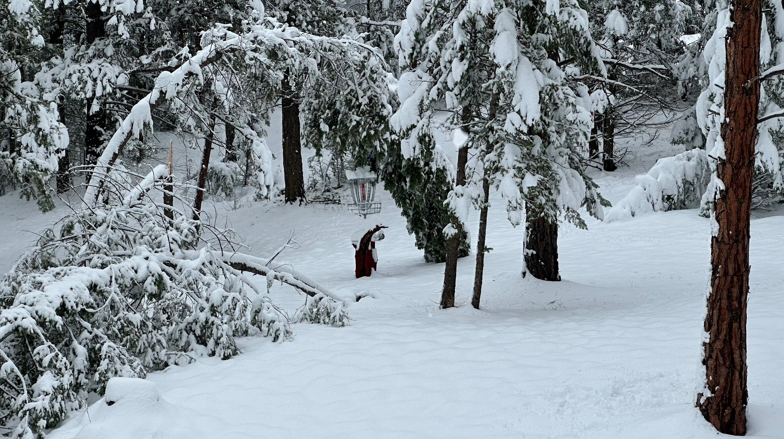Thanksgiving Snowstorm -  100's of Trees/branches  down all over course  -   All have been cleaned up 