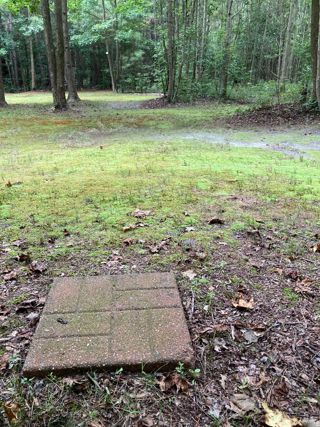 Hole 6 Drop Zone, 6 basket just behind tree to left.
