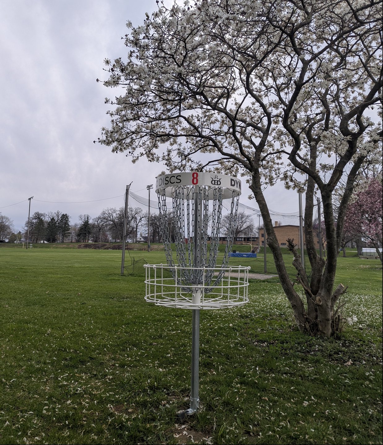 Magnolia blooms matching the basket on hole 8.