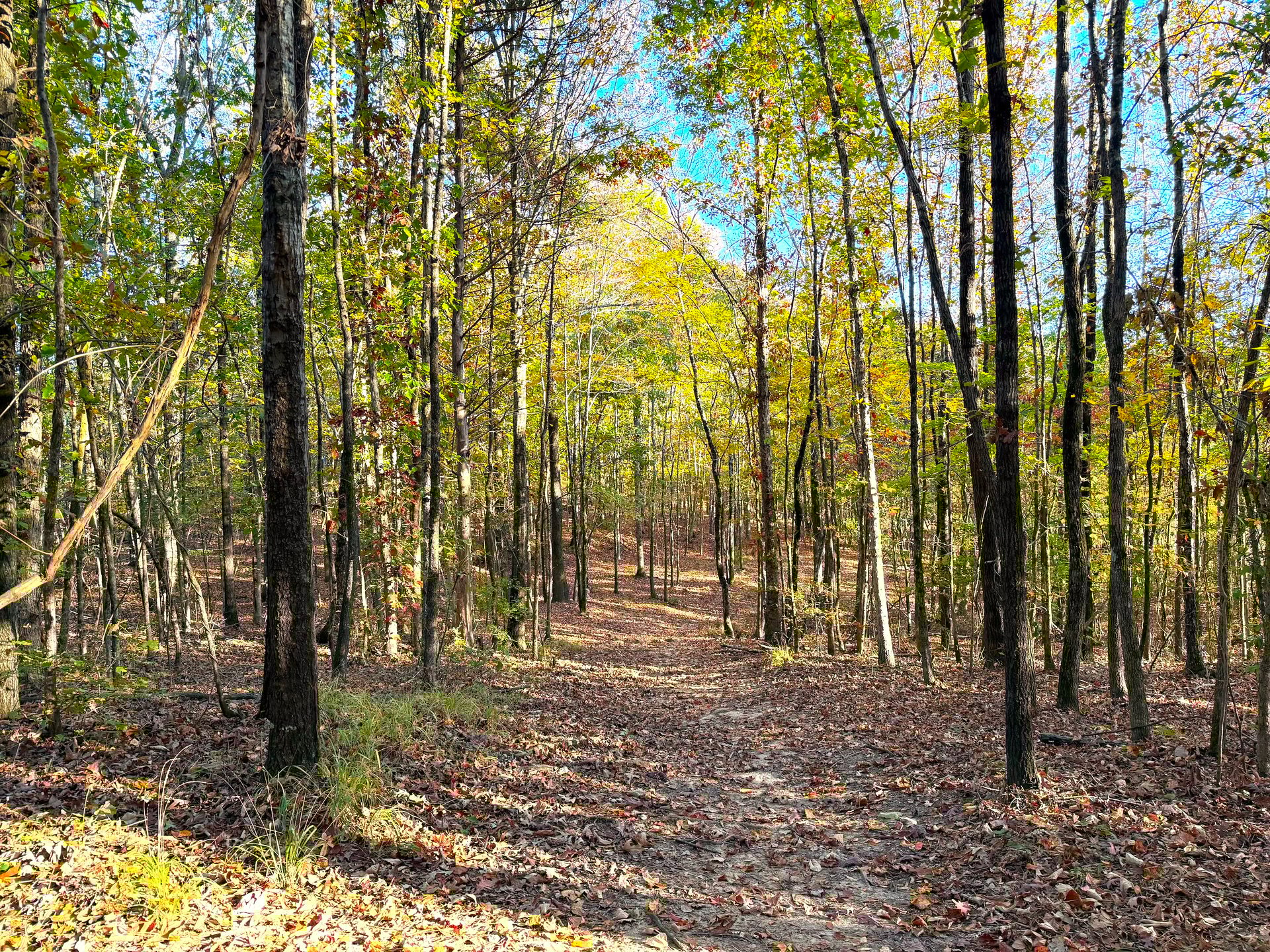 Hole 14 Downhill Fairway