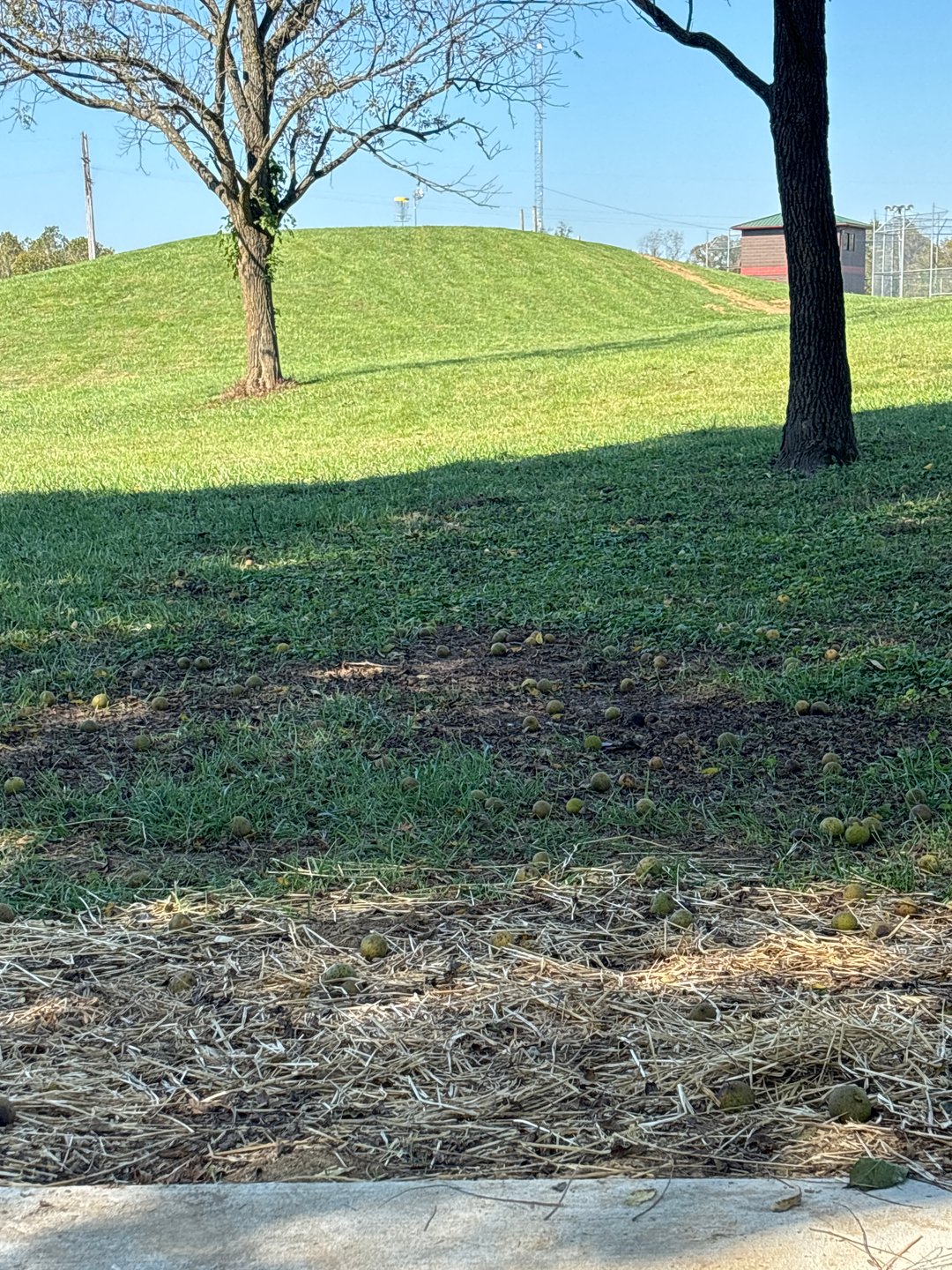 Hole 4. Tee to green.  Basket on mound. 