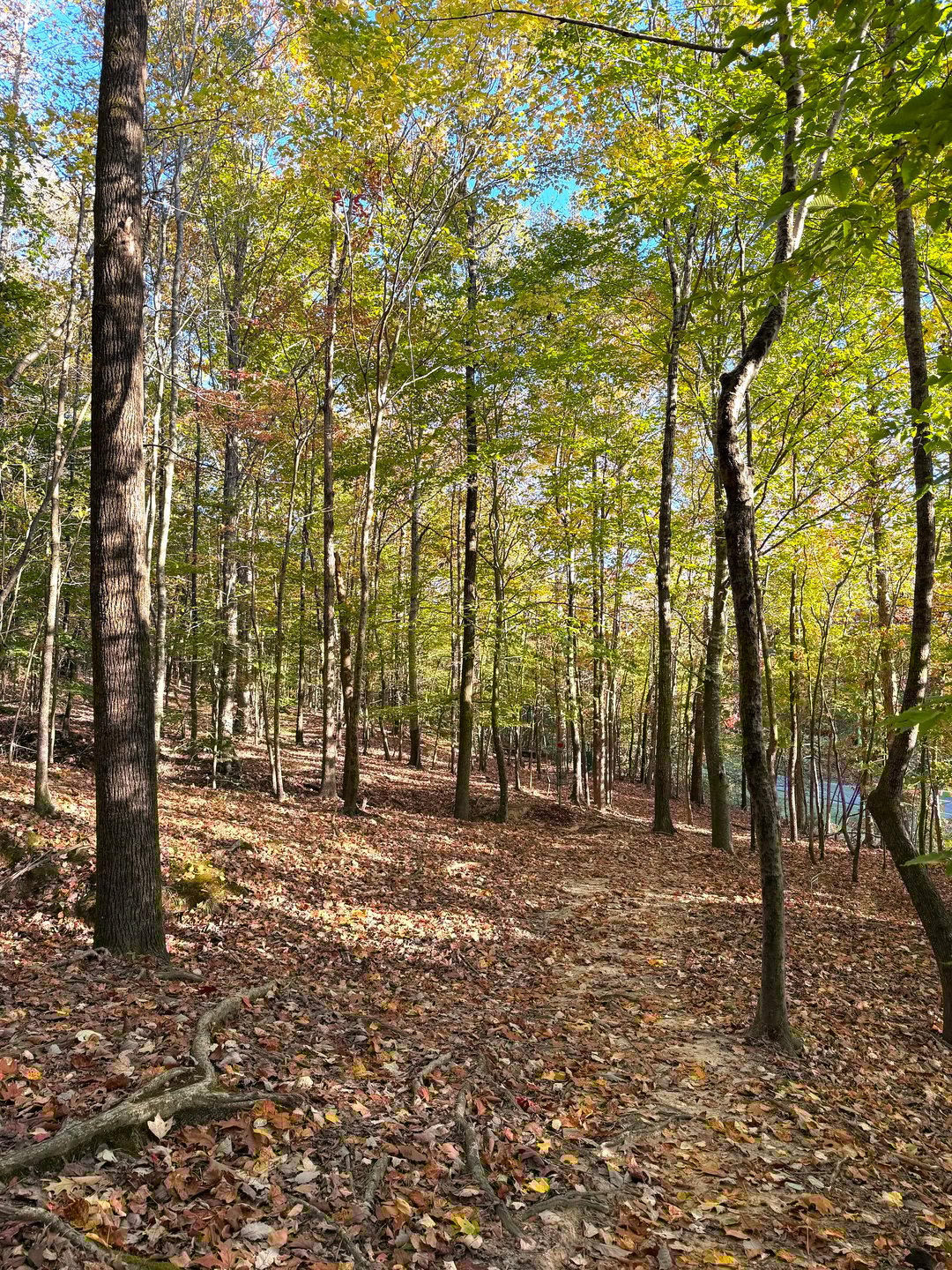 Hole 16 Approaching the Basket