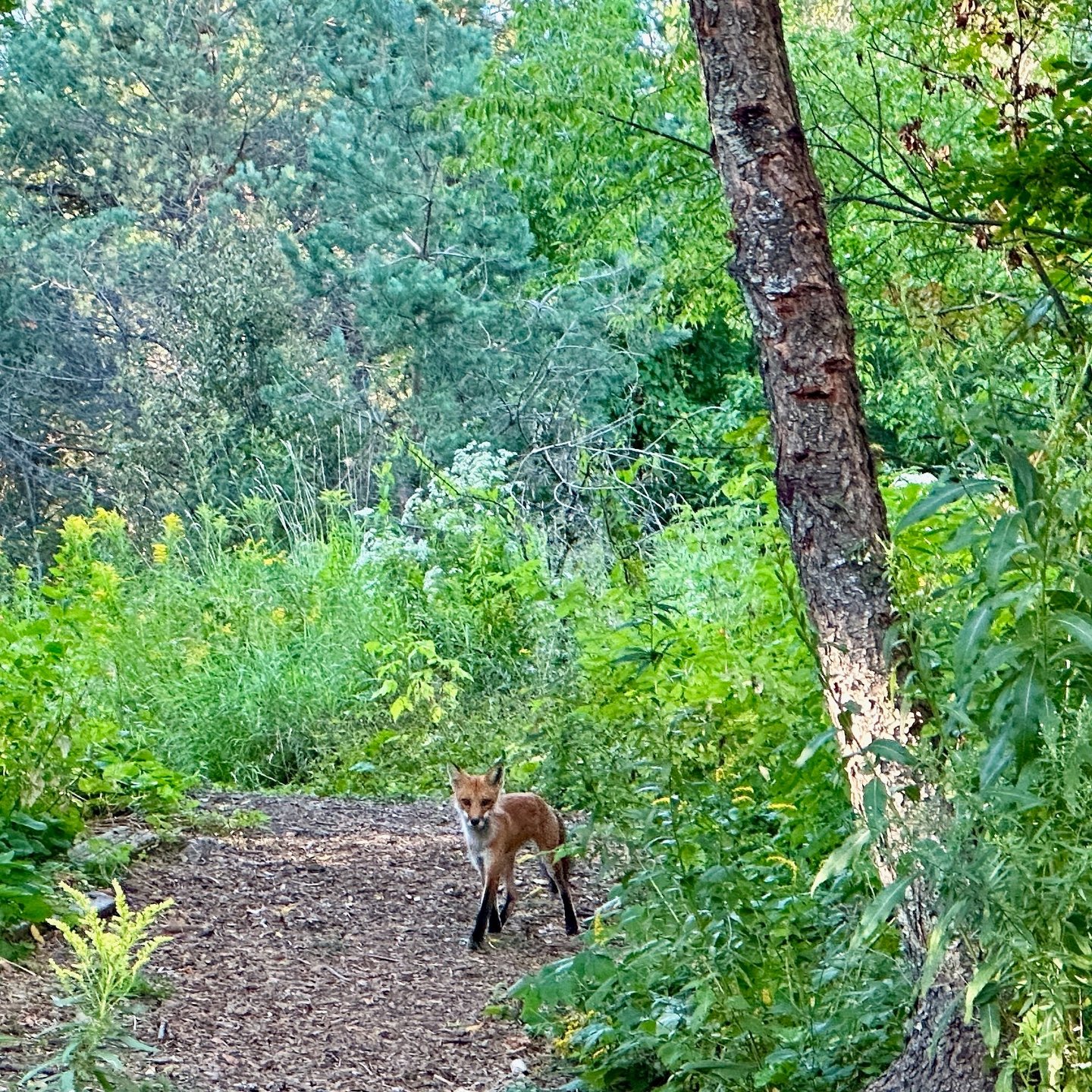red fox on #10