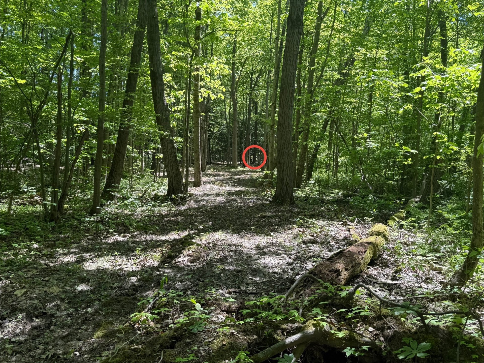Hole 6 Tee to Landing Zone