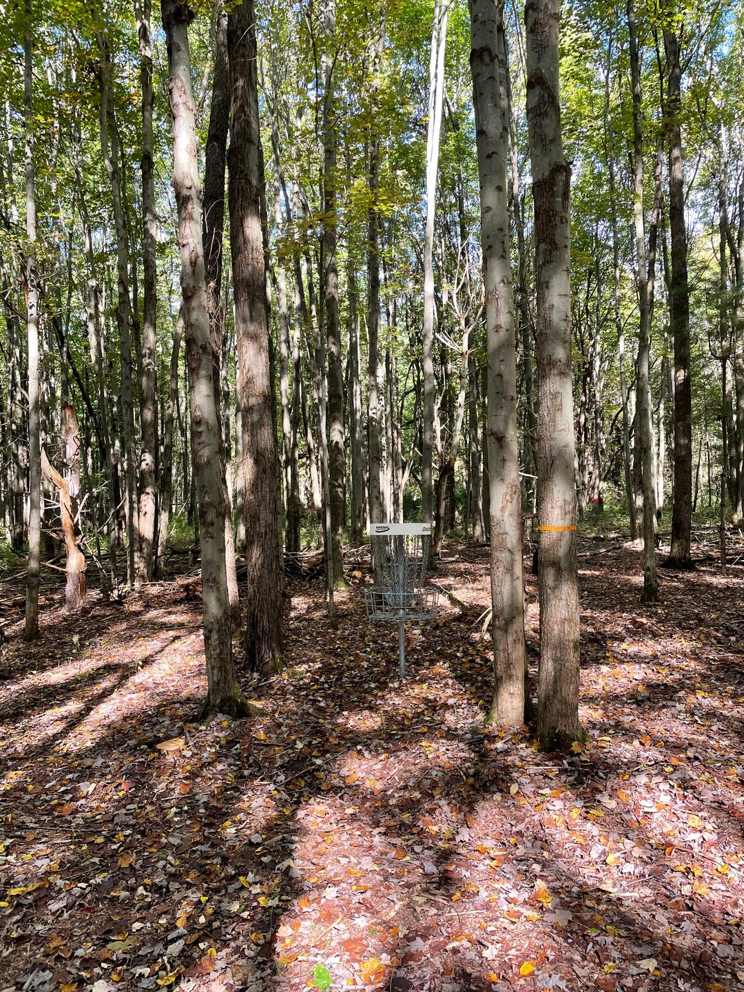 Hole 6, Basket. 