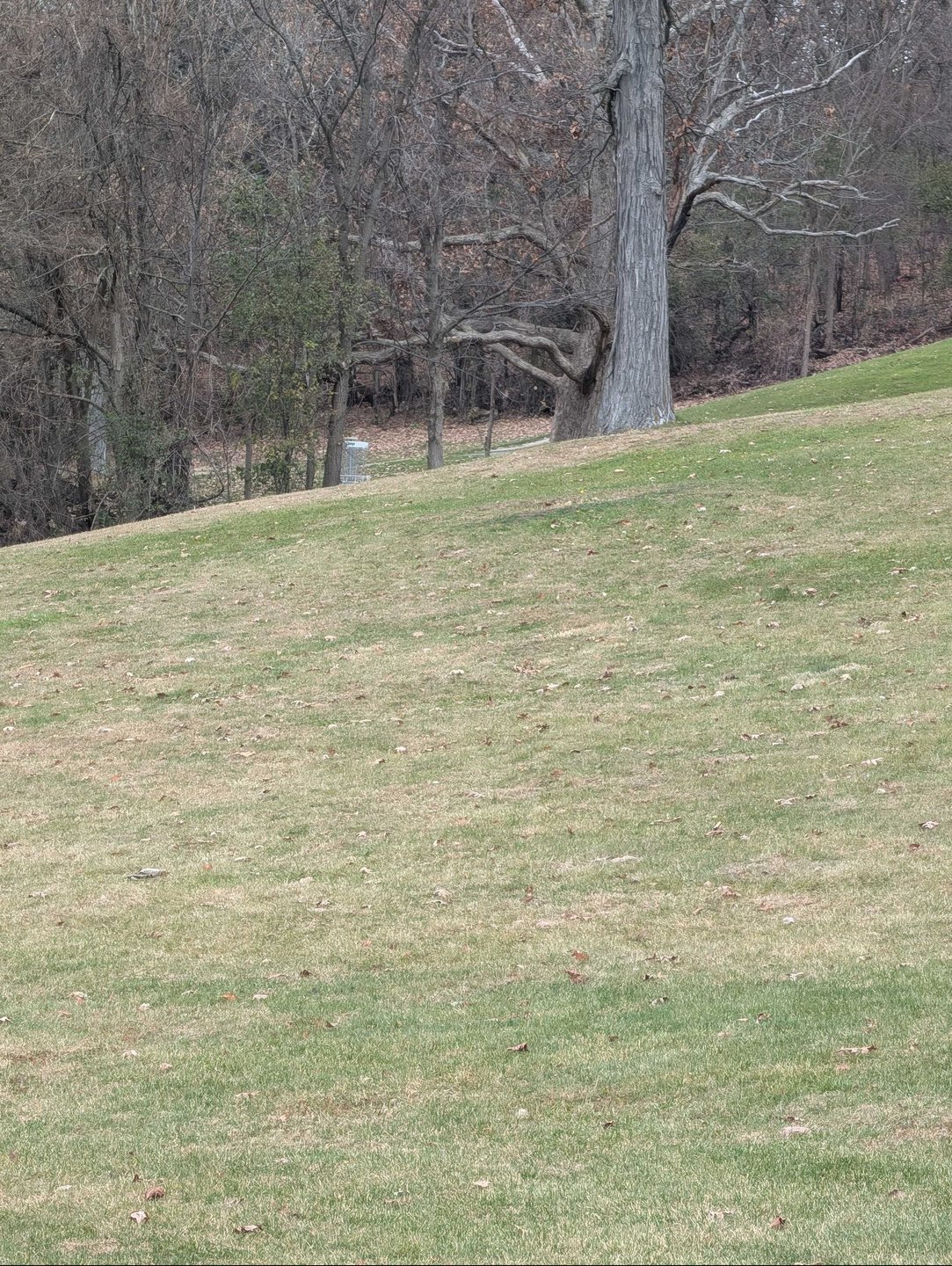 basket location zoomed in from short tee 