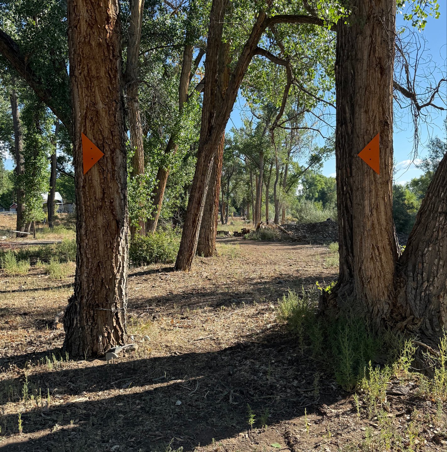 The mando trees of hole 11 tee box.