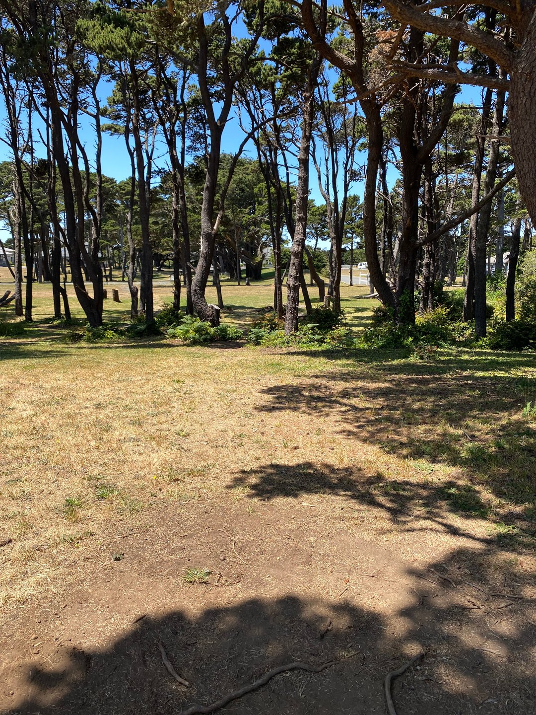 Tee pad for Hole 29A on the Bandon 30 layout.