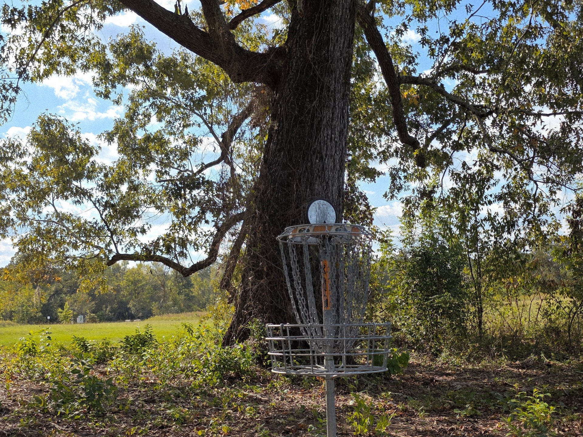 The basket standing in front of it's majestic oak guardian.