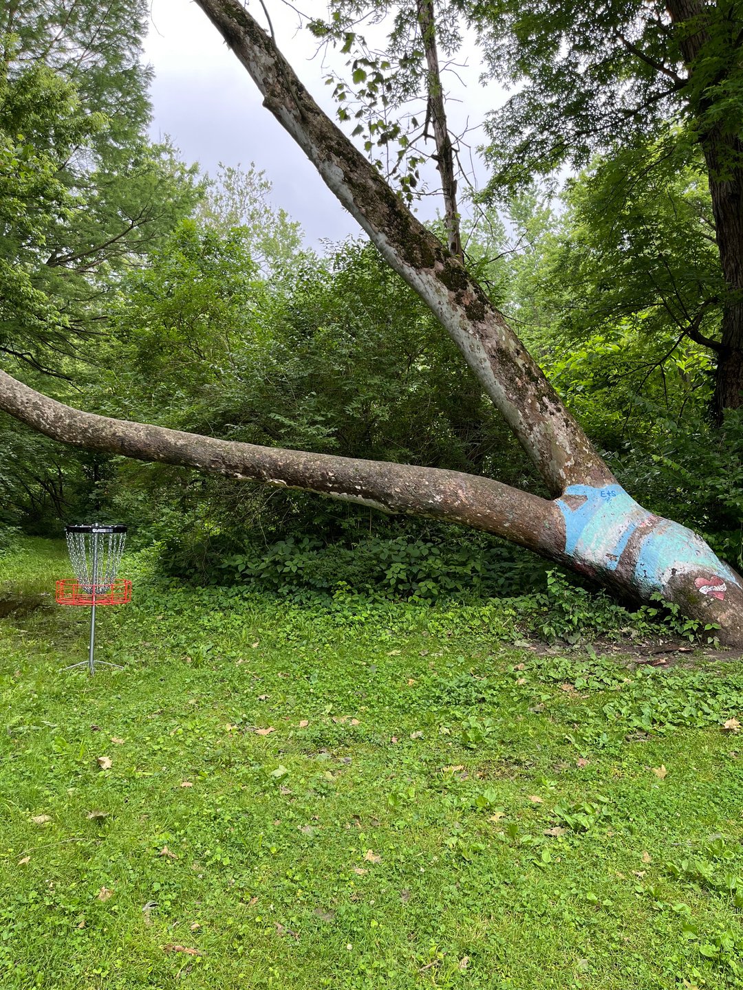 Hole 14 Green