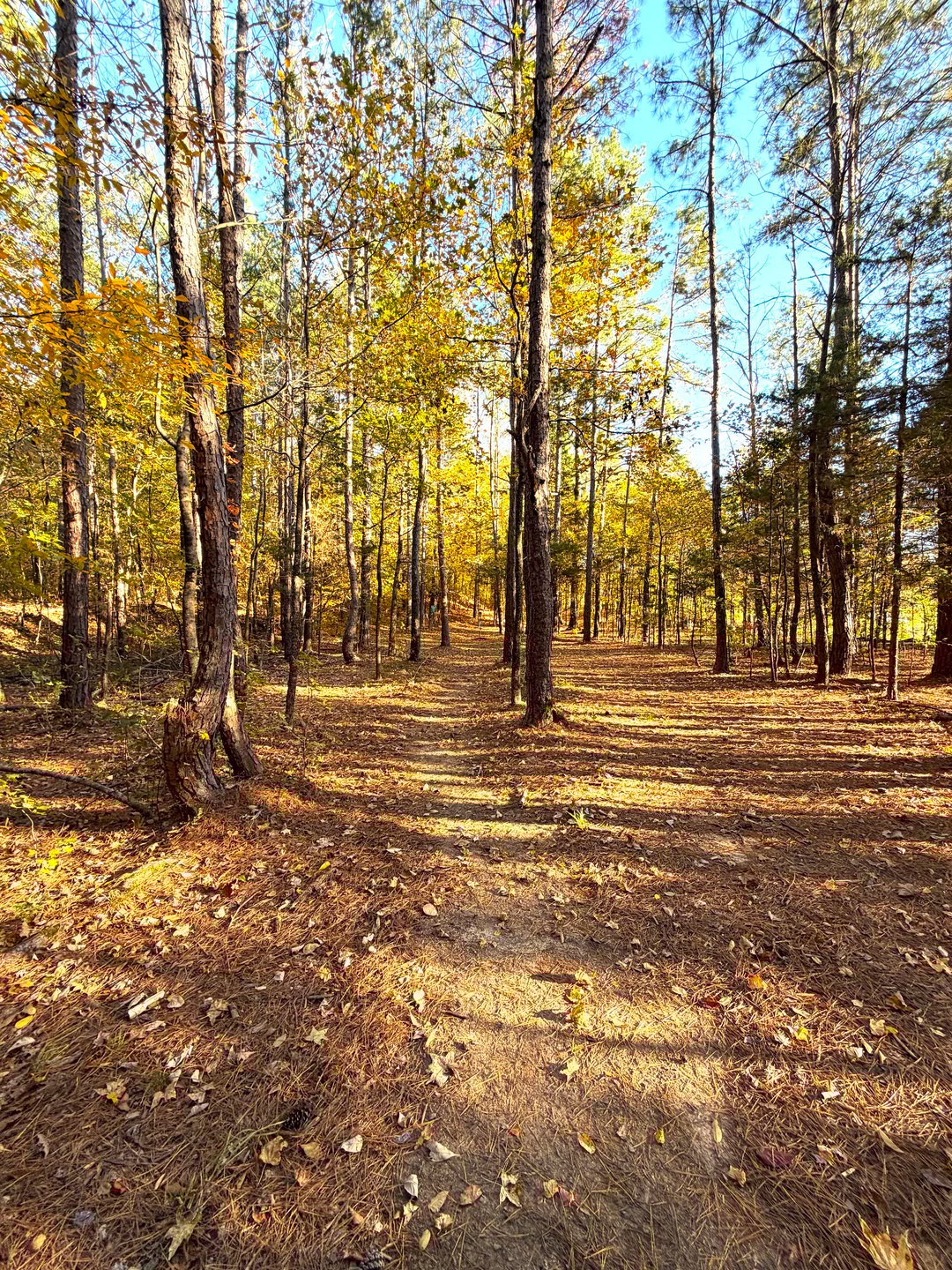 Hole 11 Fairway with Multiple Gaps