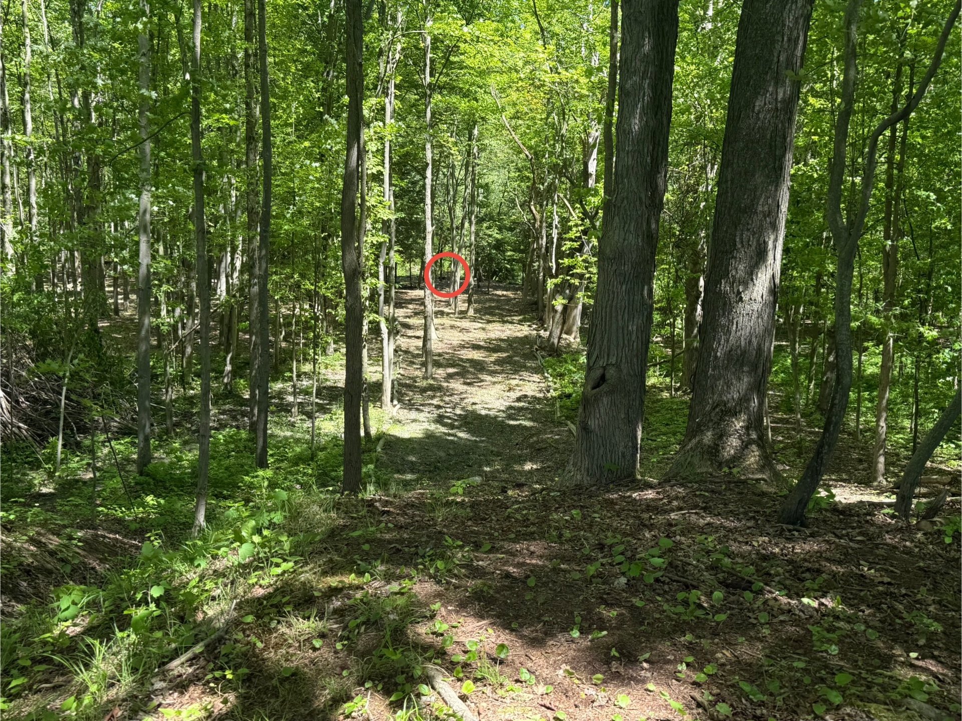 Hole 4 Tee to Basket