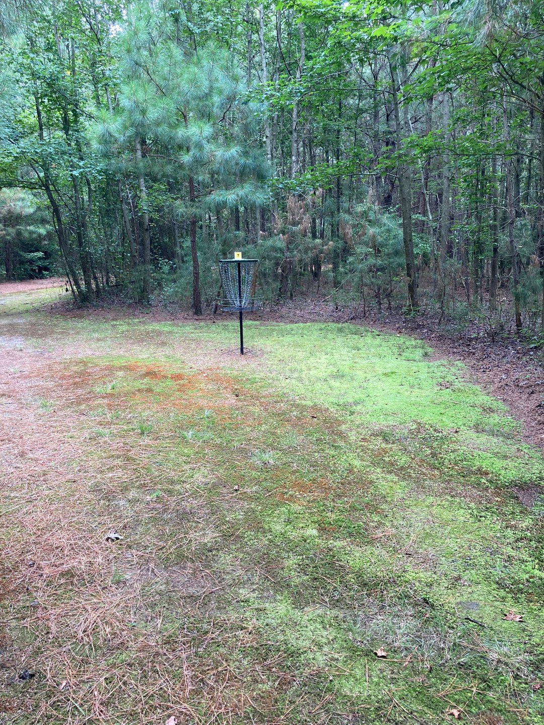 Hole 7 basket