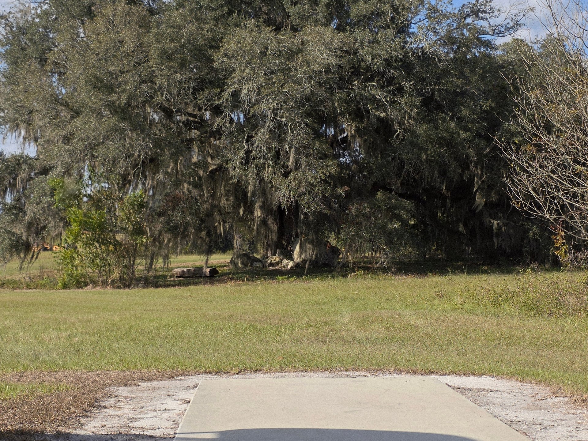 The magnificent oak tree in front of the on hole 16.