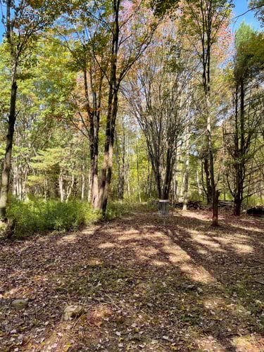 Hole 7, Basket. 