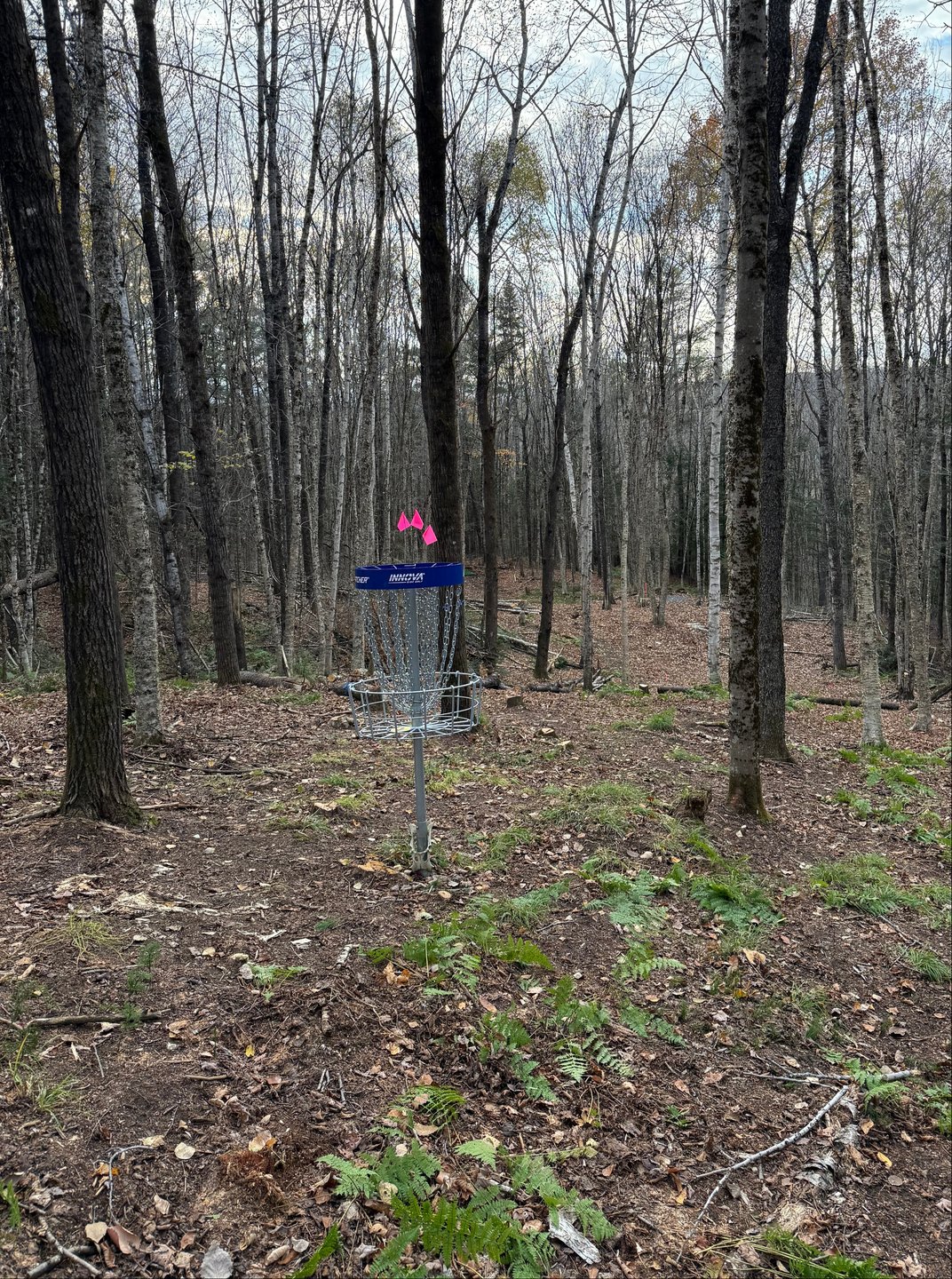 Basket for 8, looking back towards tees.
