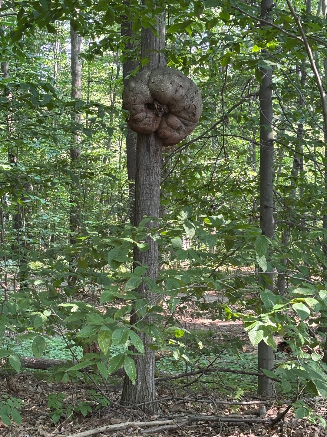 Cool tree beside the first basket