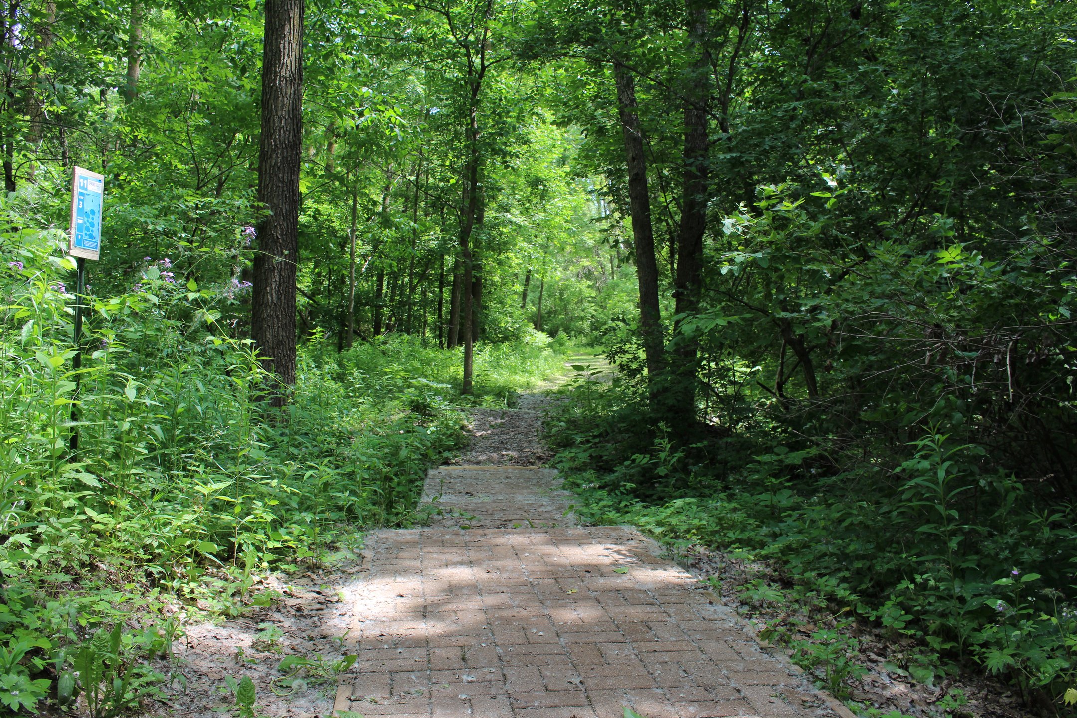 #11: Hyzer around the corner to a slightly elevated basket.