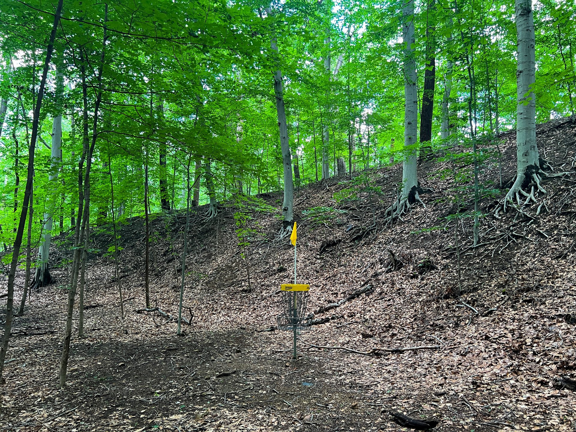 Hole 14's Yellow basket. Par 5. 575 ft. 