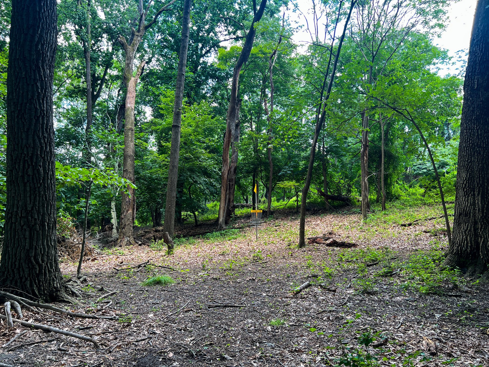 Hole 11's Yellow basket. Par 3. 301 ft. To the right of Pink's basket. 