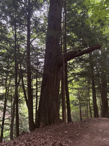 Oldest tree in South Burlington on fairway of 2/11