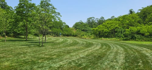 Grass fairway 