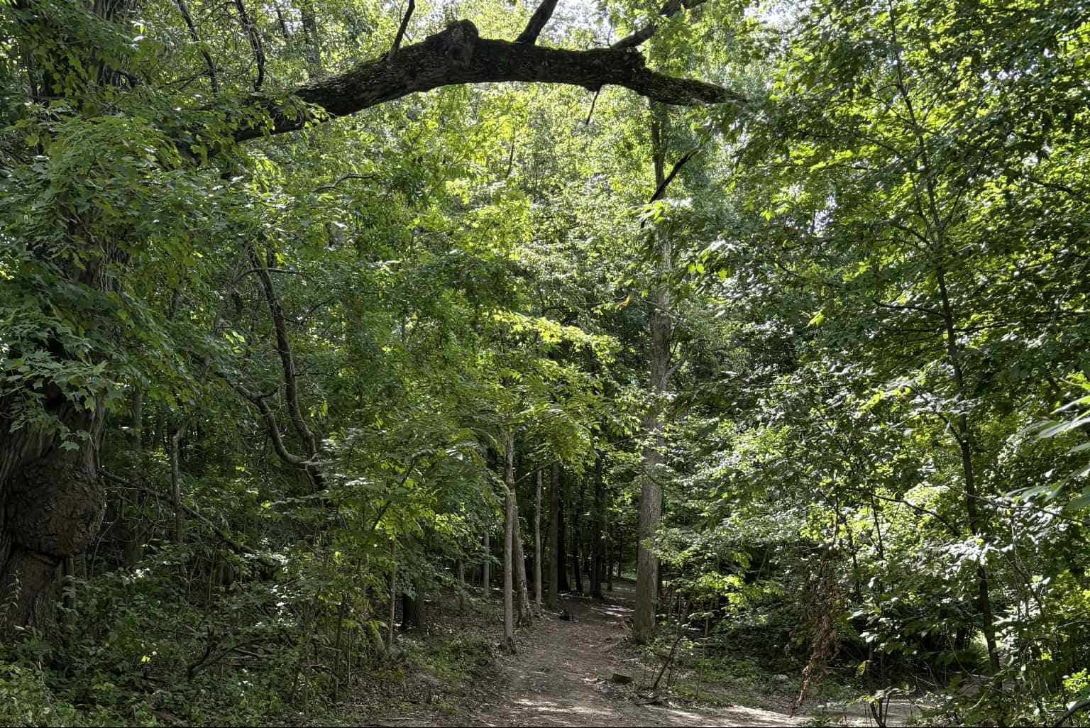 Hole 1 - Fairway from long tee - S-line shot shape