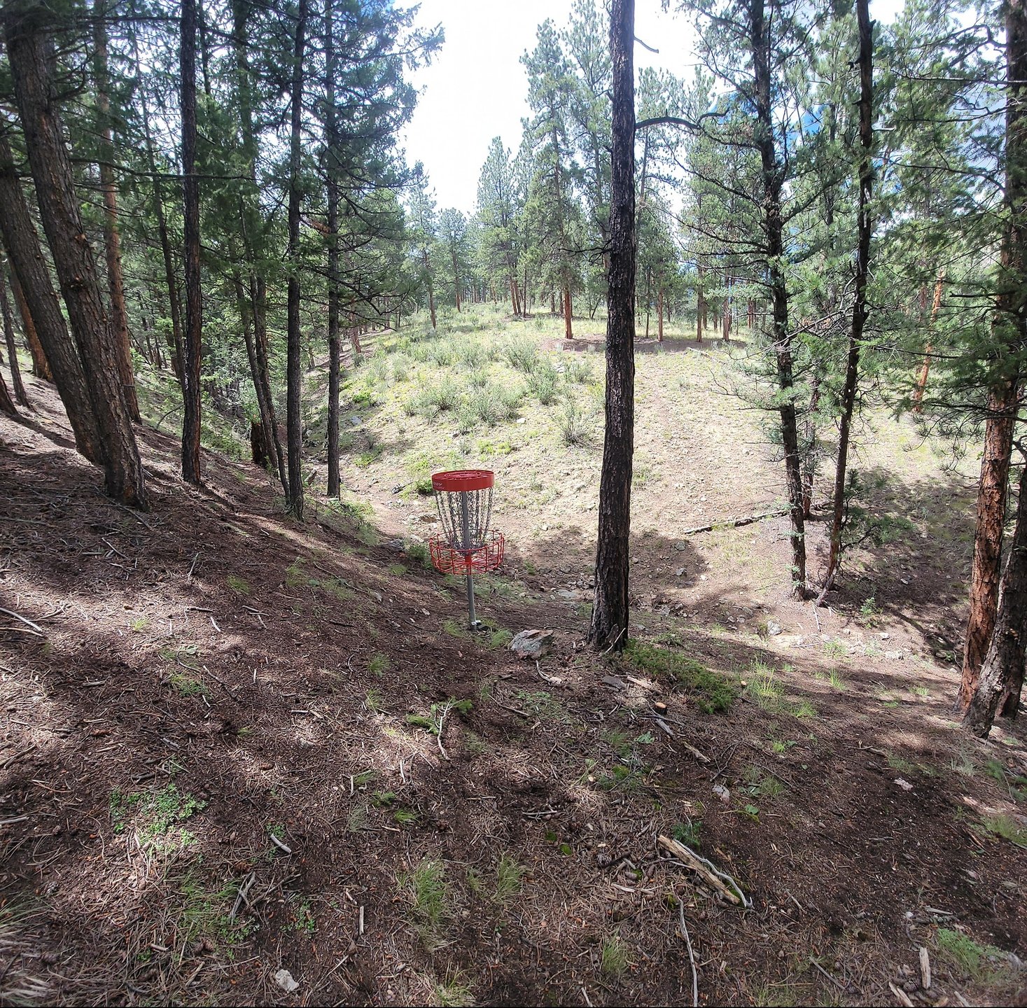 Hole 16 Basket looking back to tee.