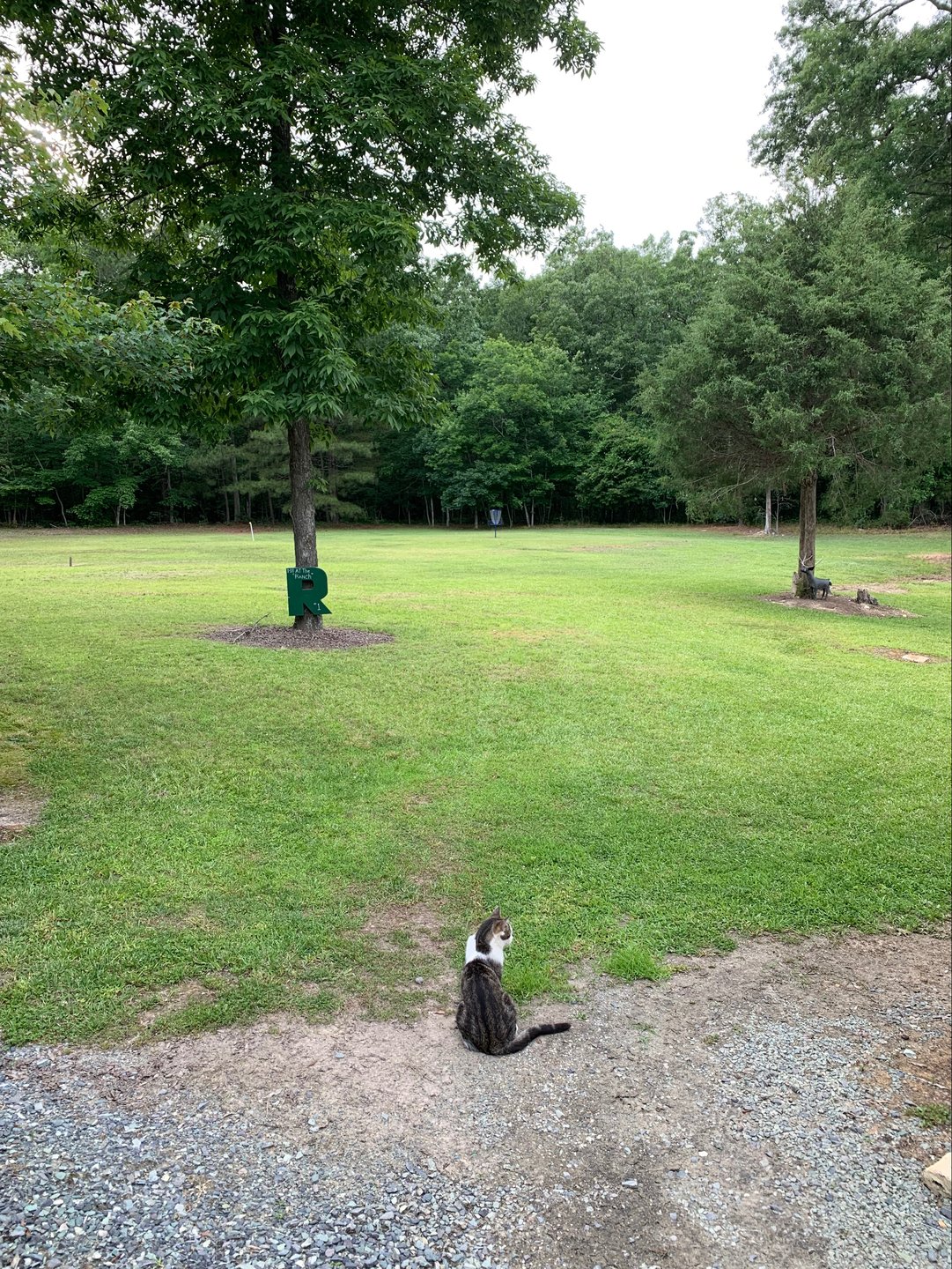 The Farm Cat