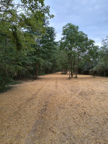 Newly seeded grass 
