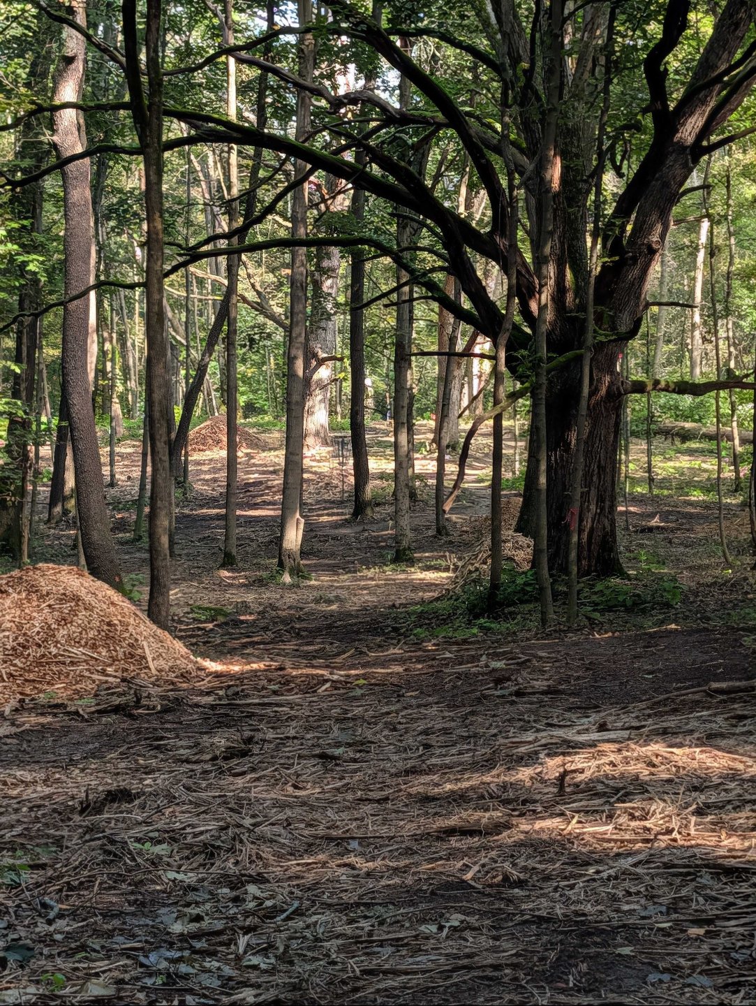 Hole 12 - Zoomed in pin location from fairway