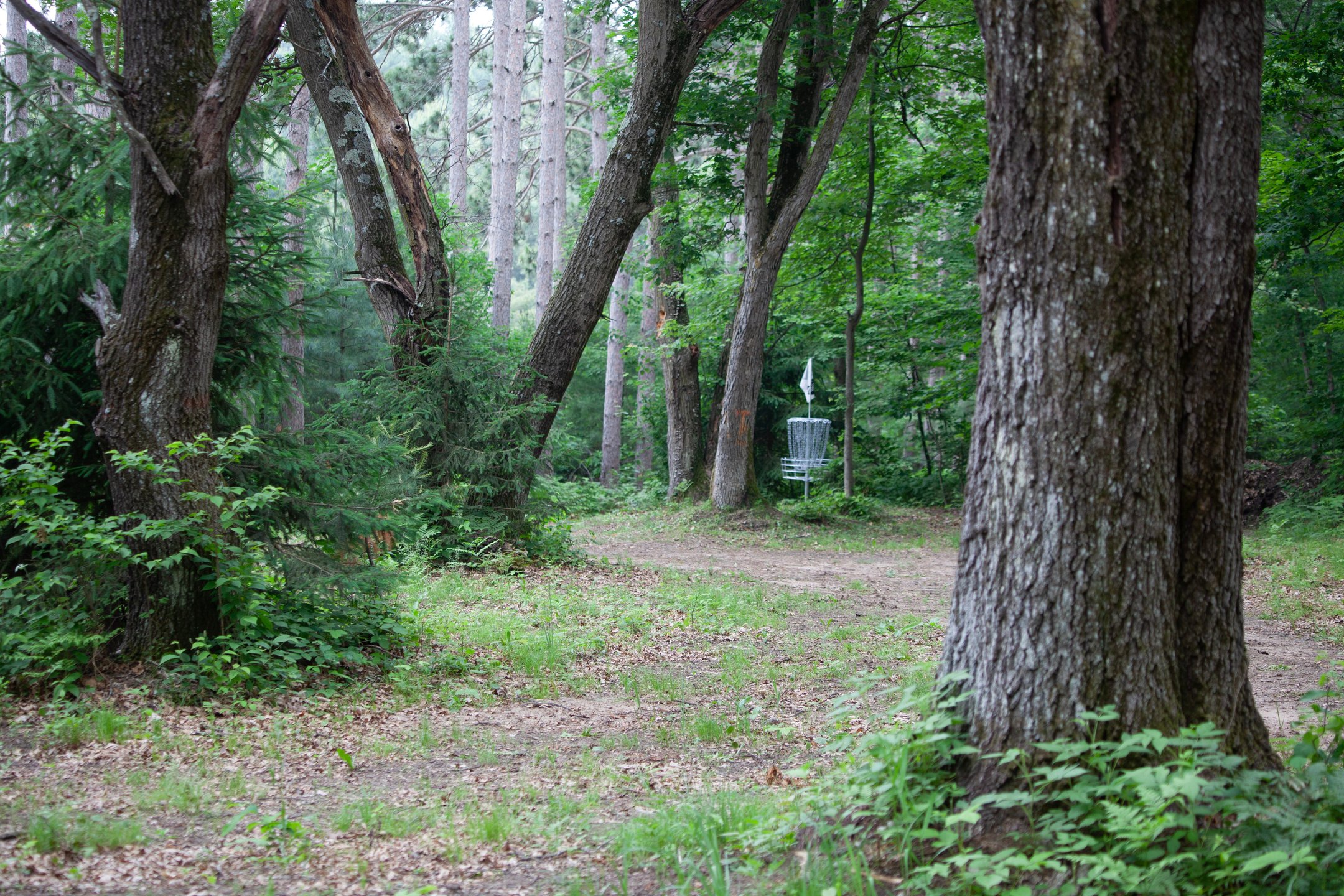 Basket on Hole 1