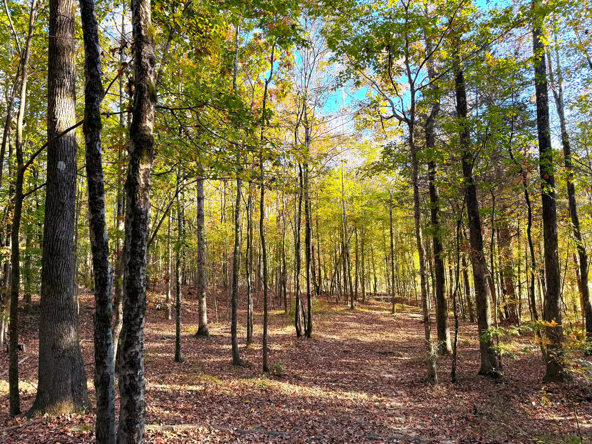 Hole 14 Approaching the Basket
