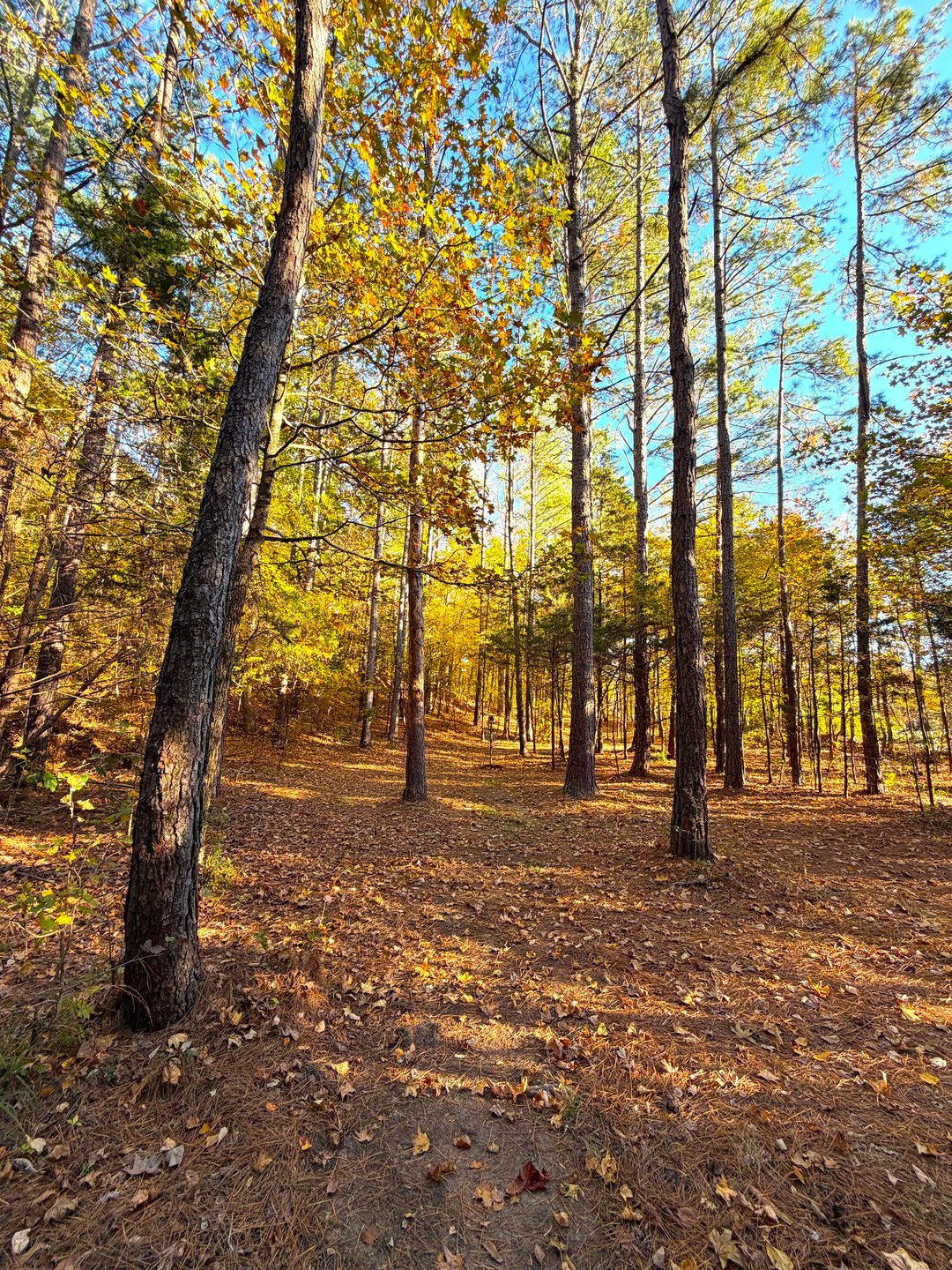 Hole 11 Approaching the Basket