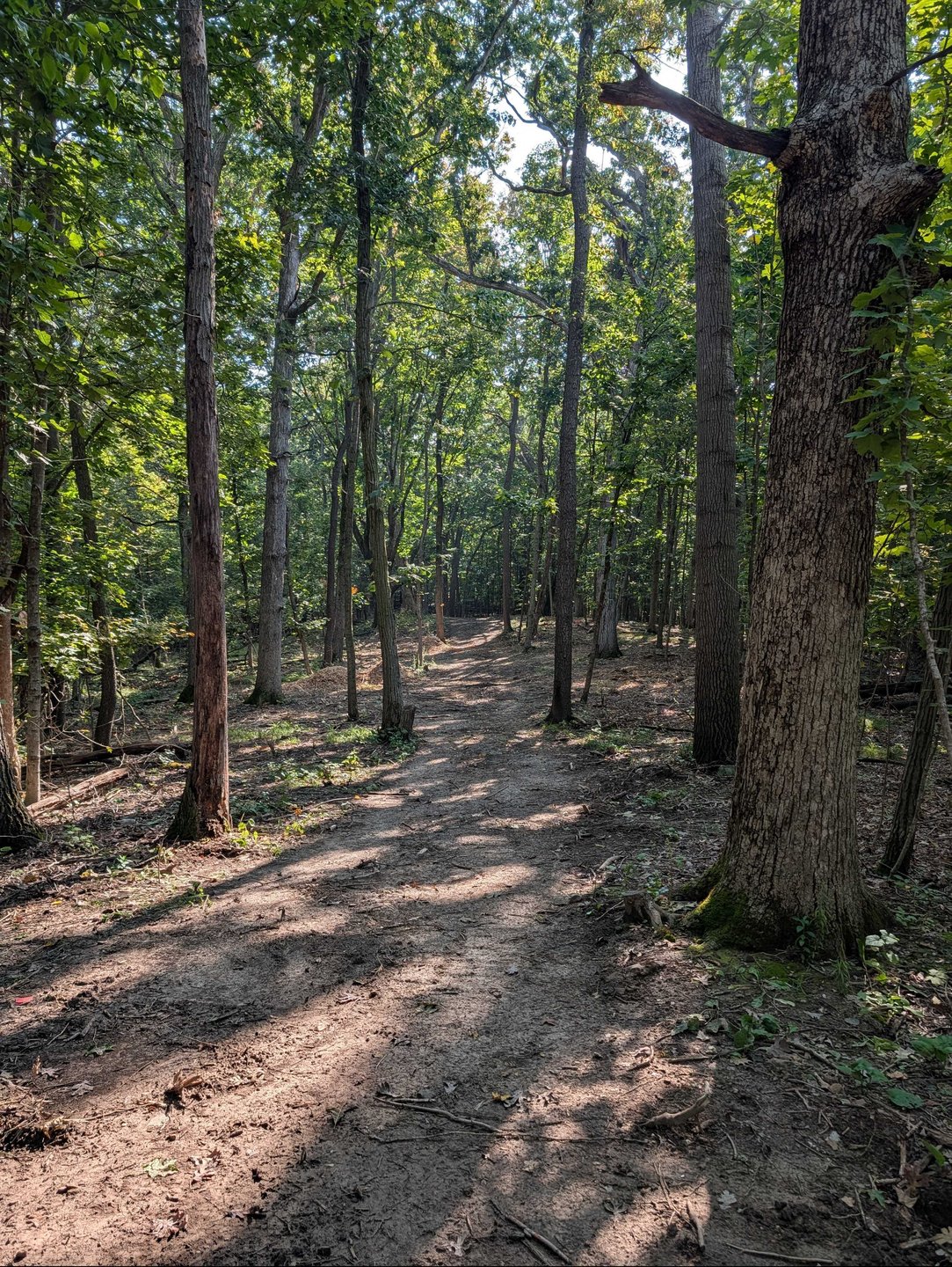 Hole 15 - Fairway from long tee - straight shot to top of hill which will then bend slightly left for another straight tunnel shot