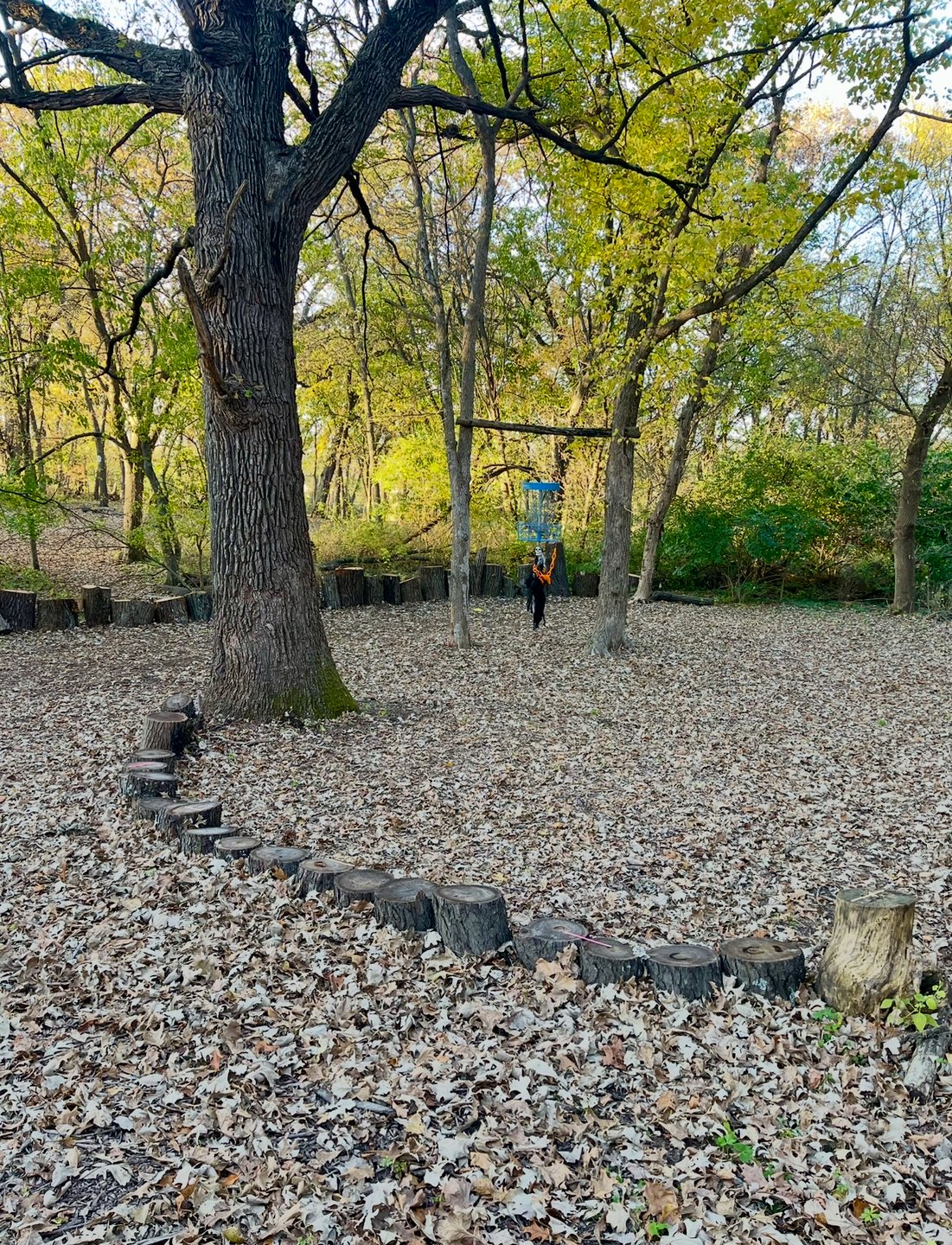 Hole 3 - Green. Short stumps on front side of green require disc to glide or be left w circle putt. 