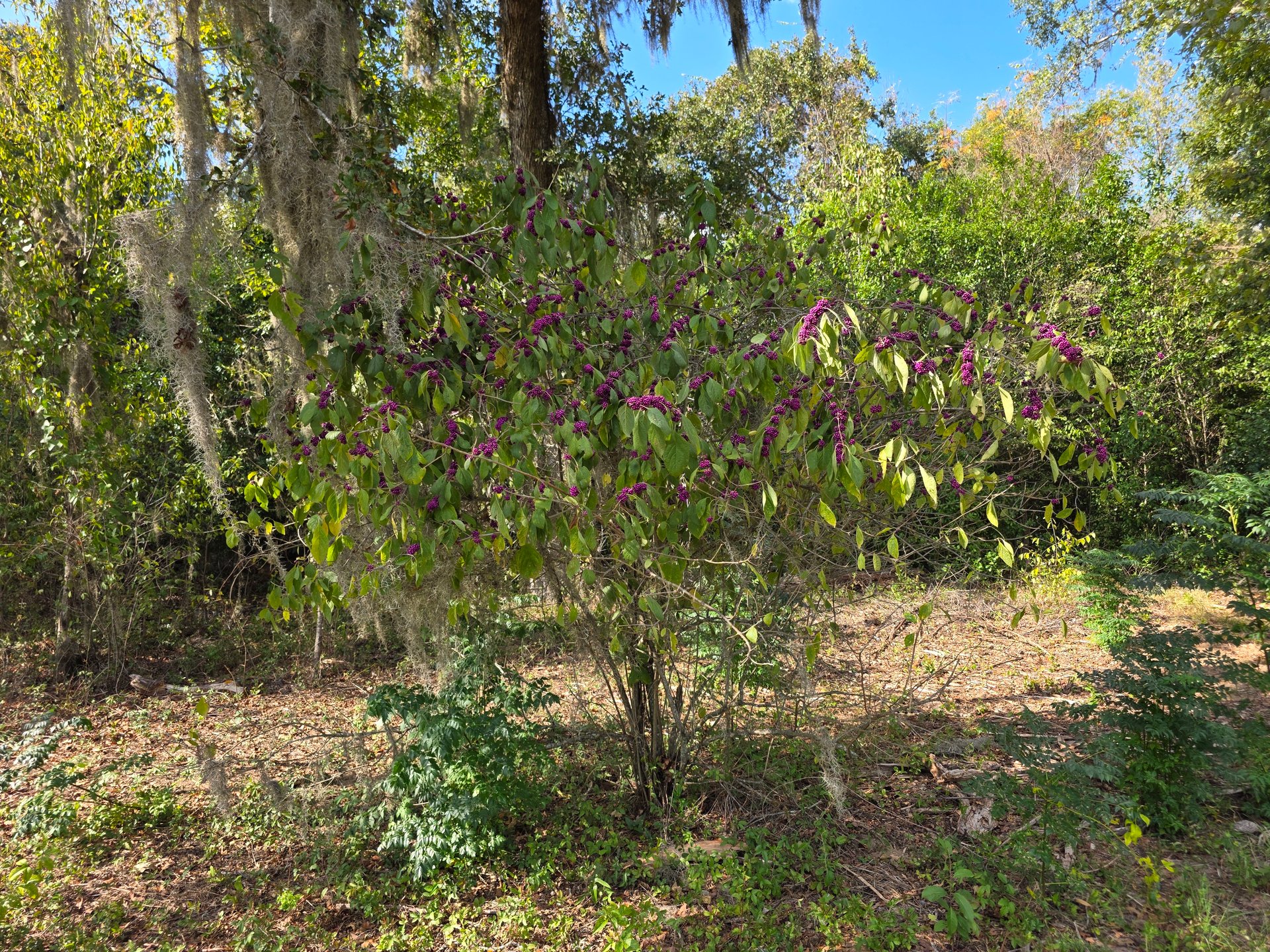 Some American Beauty Berry along hole 7