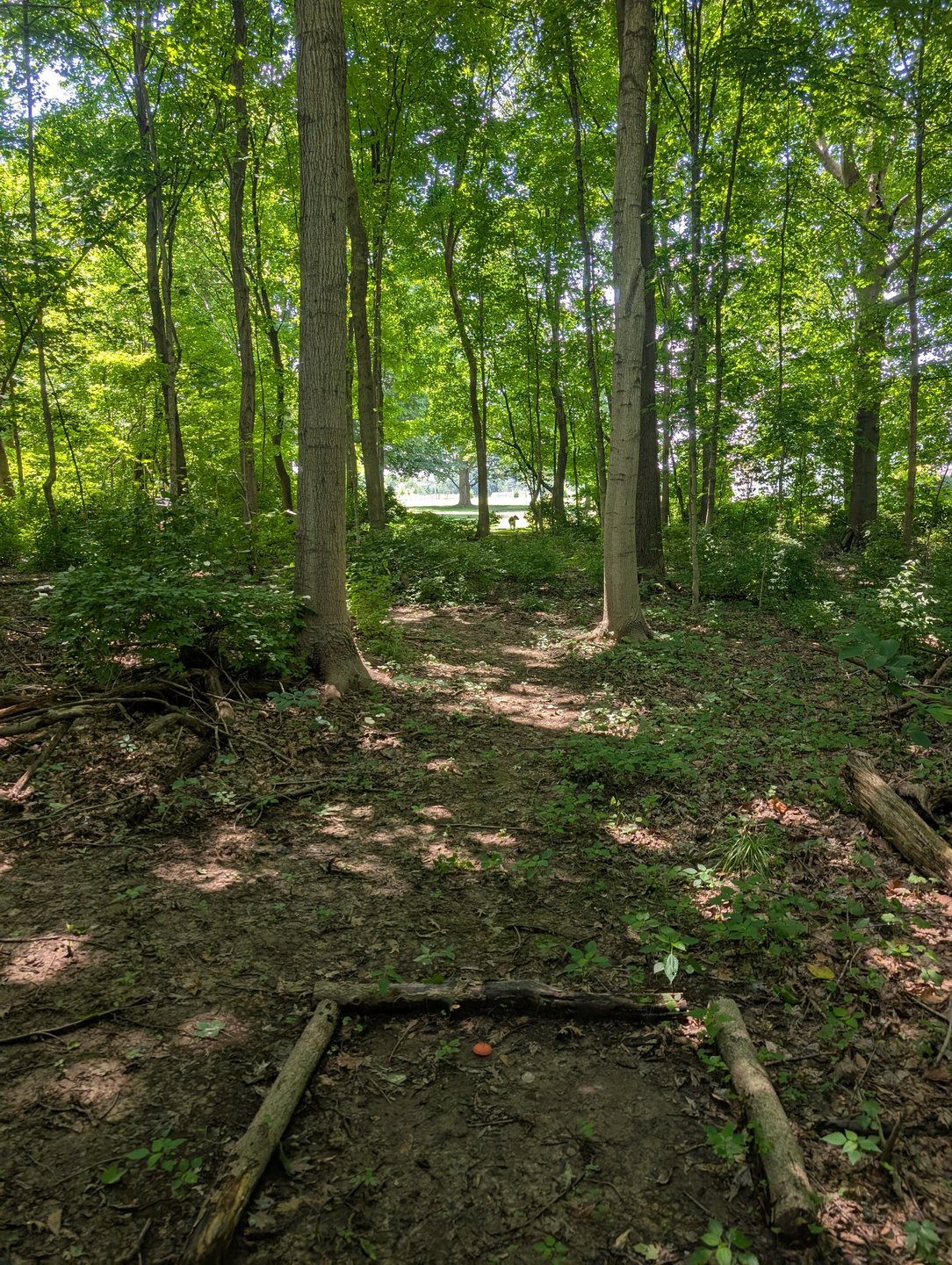 Hole 4. Tunnel out of the woods.