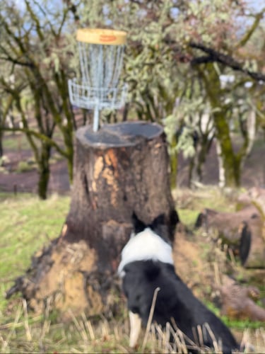 The signature stump hole. Blurred out because you gotta see it in person to fully appreciate. 

Thanks Casey T for the basket and all the design work! 